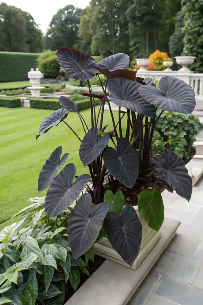 13 Elegant Black Ground Covers to Add Mystery to Your Garden 9 bm 8