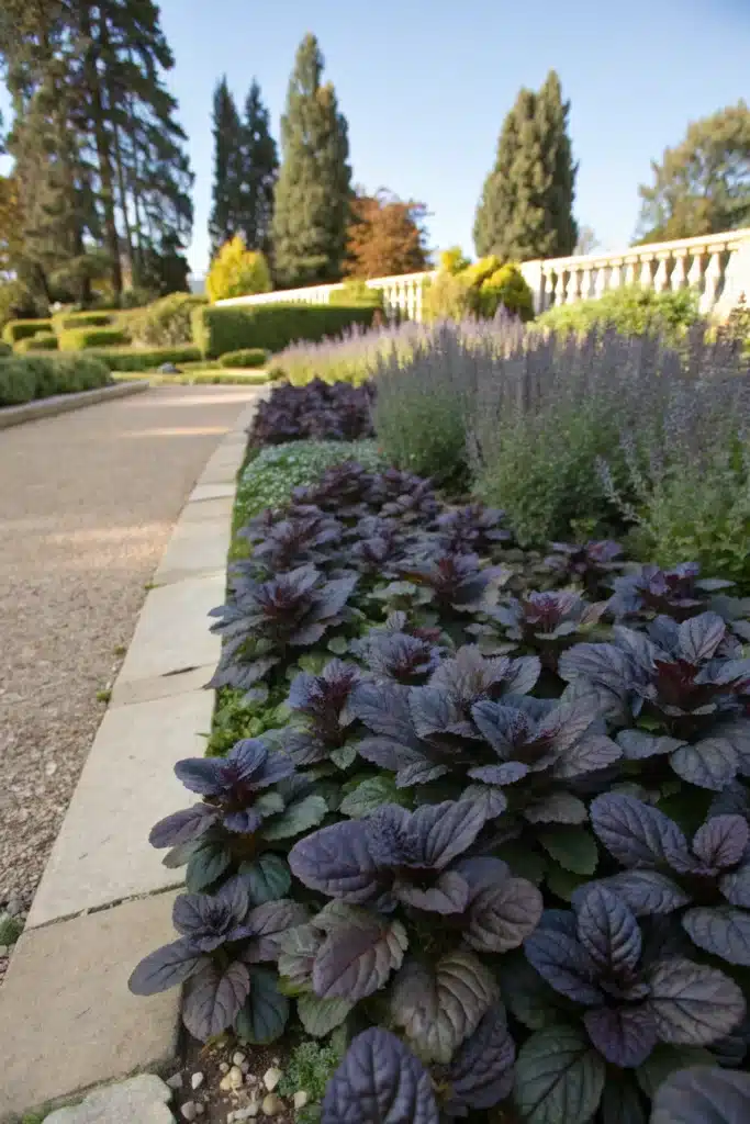 13 Elegant Black Ground Covers to Add Mystery to Your Garden 10 bm 9