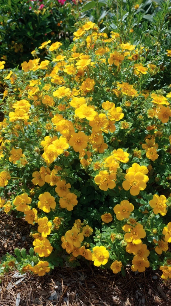 15 Longest Blooming Trees and Shrubs for a Garden That Never Stops Flowering 4 ok 3