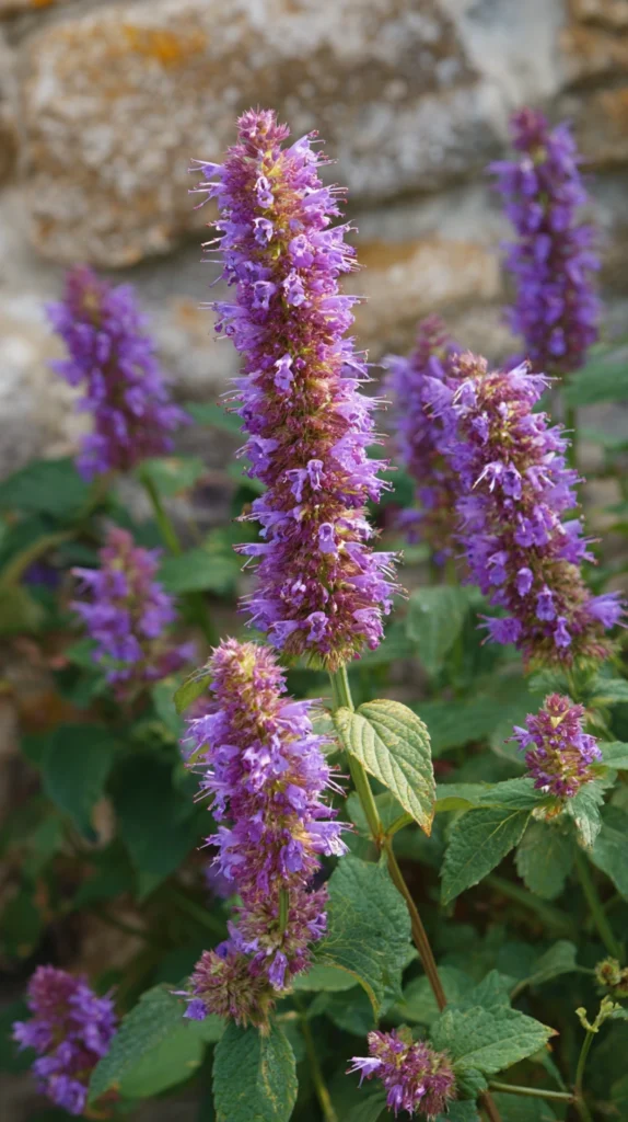 15 Perennials That Bloom All Summer 6 cf 5