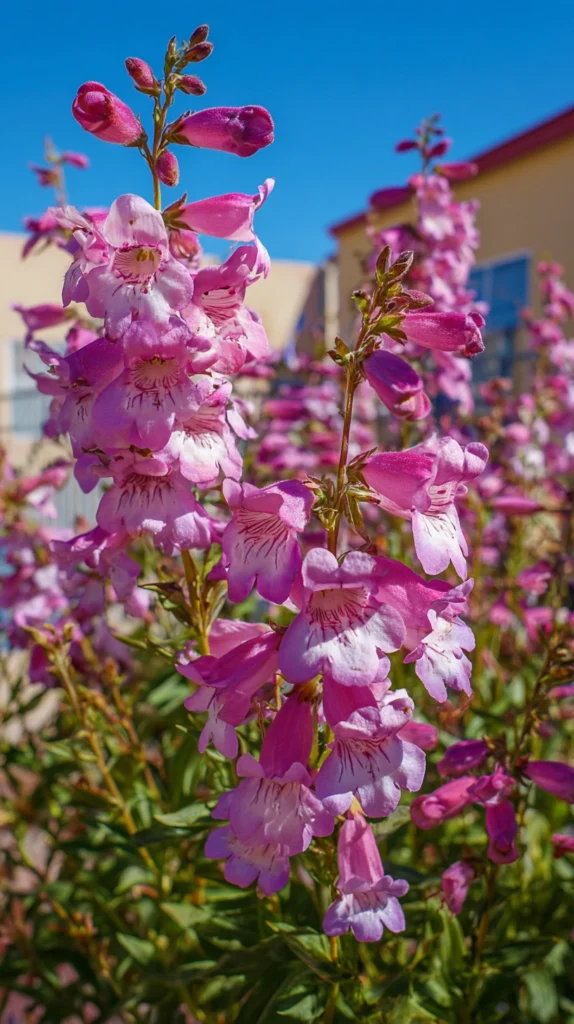 15 Perennials That Bloom All Summer 8 cf 7
